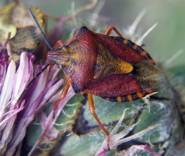 Carpocoris: chiave semplice